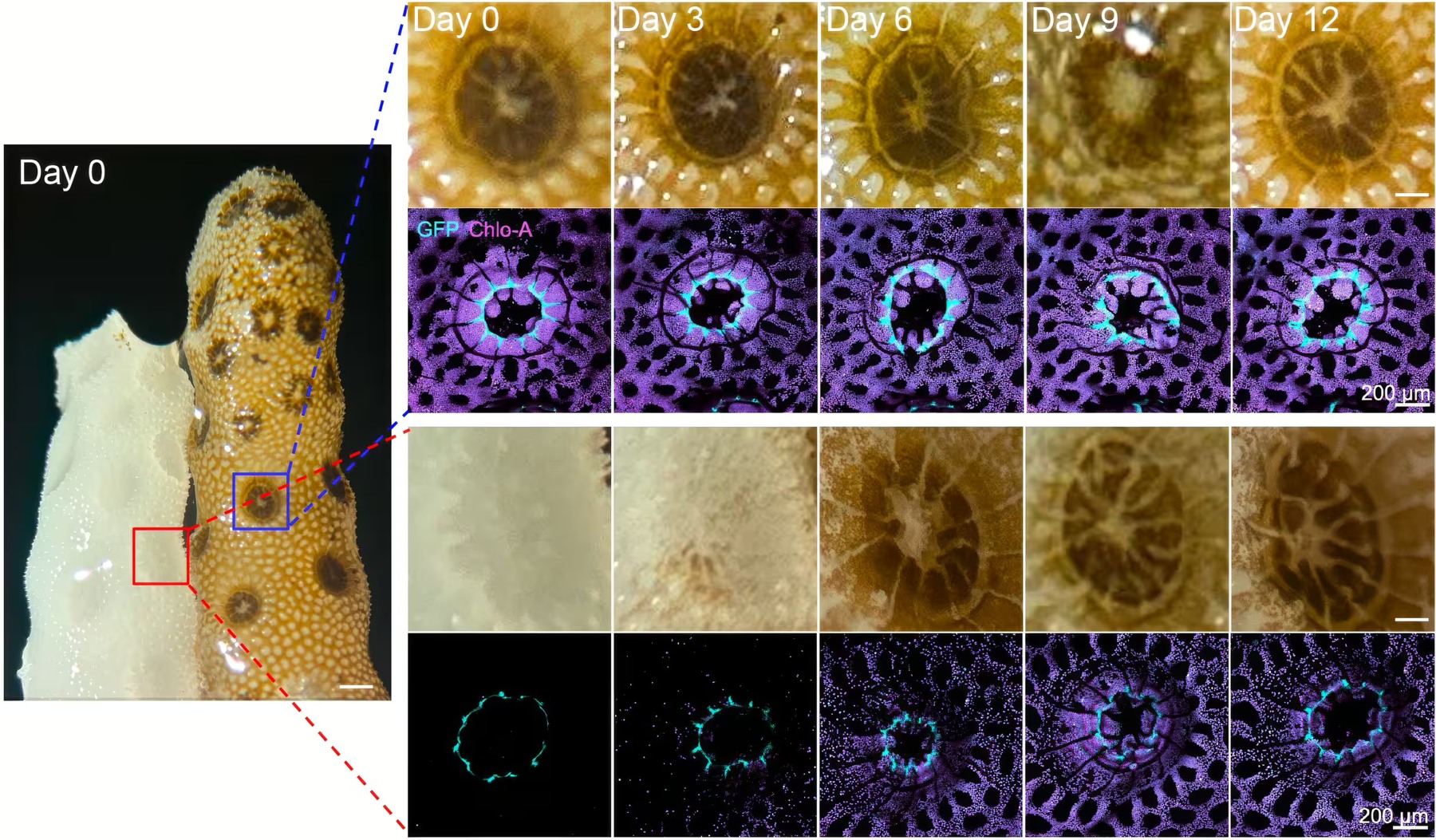 Microscopy from the study tracks the transfer of algae and nutrients between connected coral fragments over 12 days.