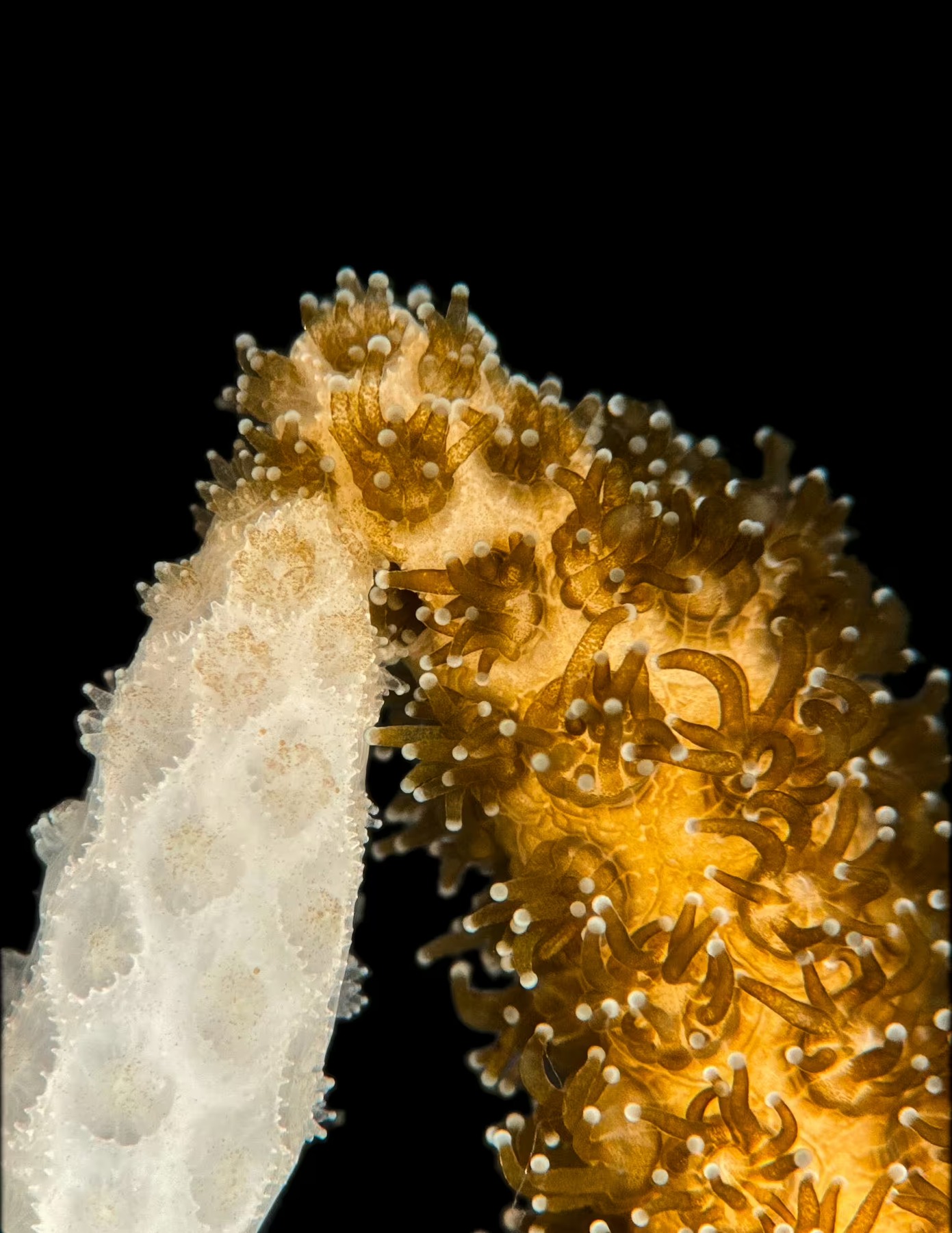 Extended coral polyps during recovery in the laboratory study.