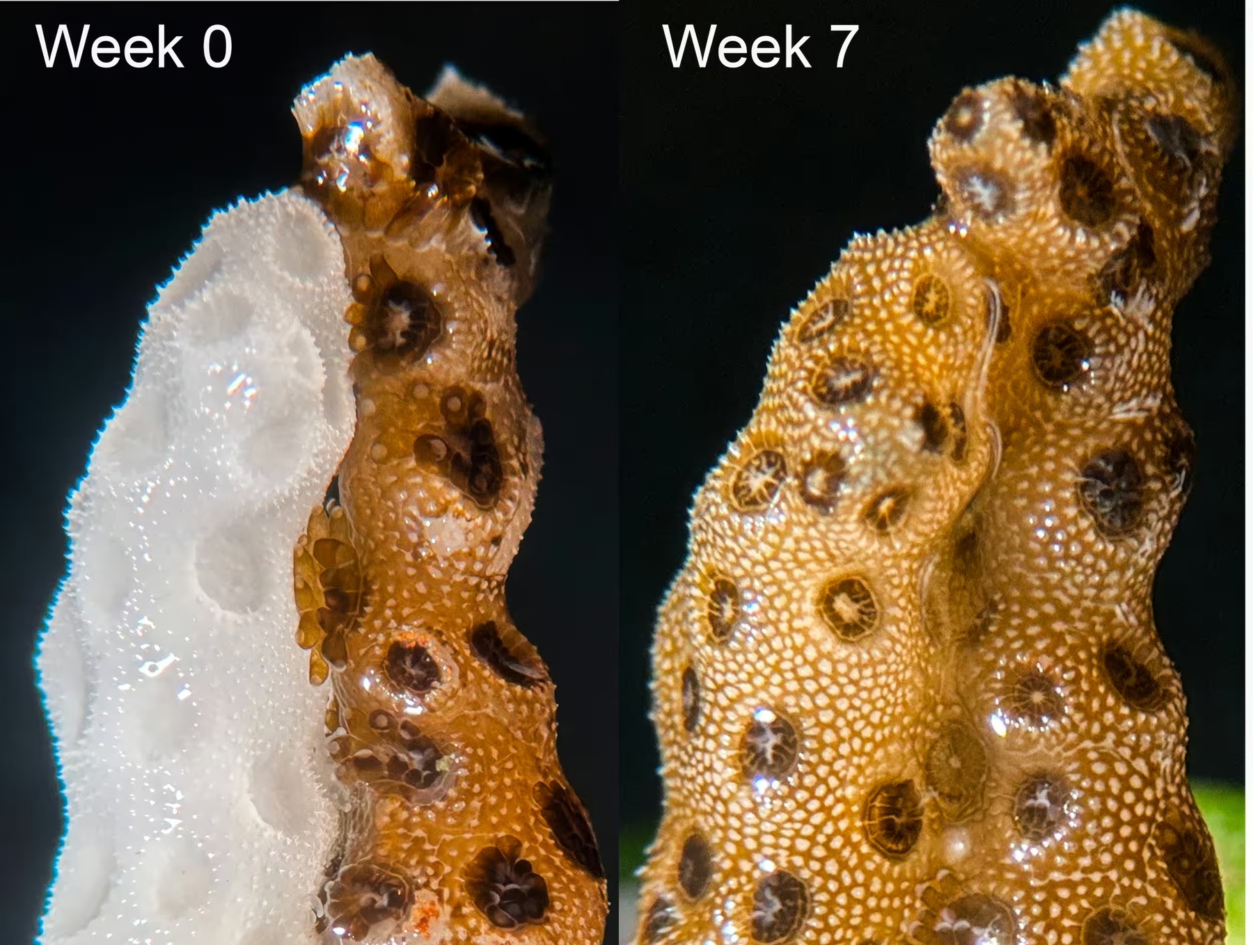 Before-and-after views of bleached and healthy coral fragments placed in contact during the laboratory recovery experiment.