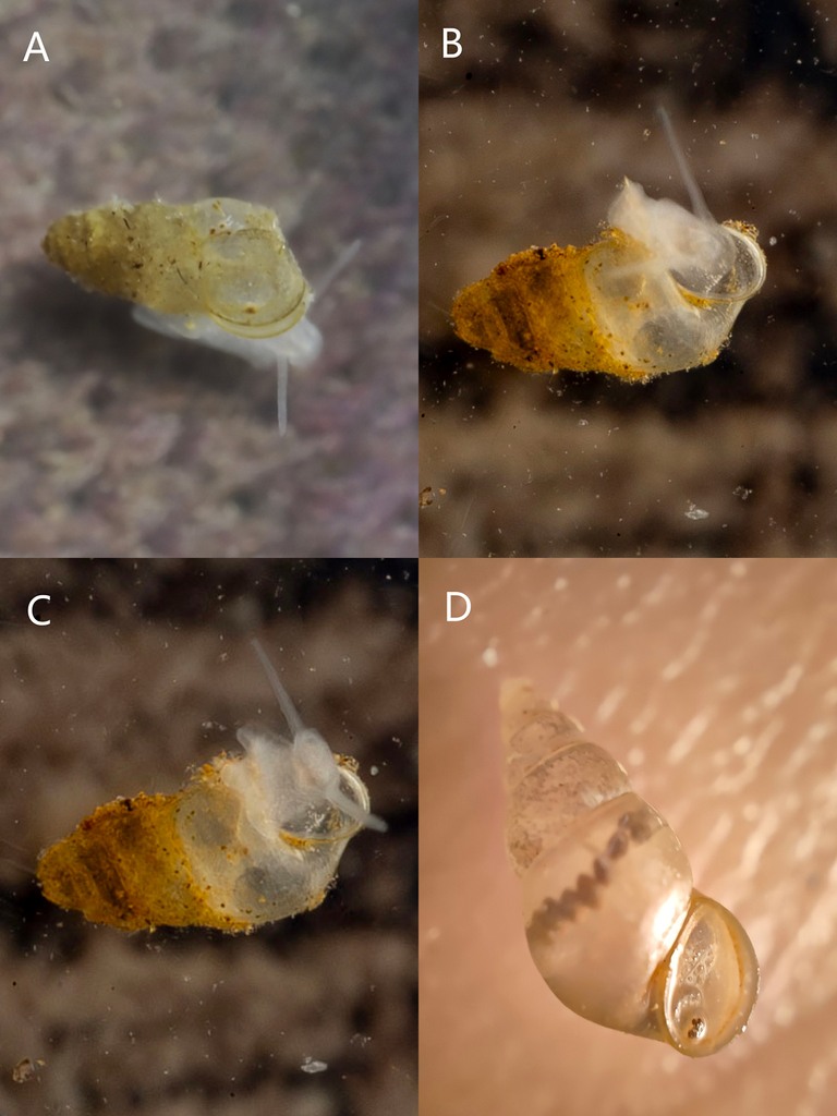 Cave habitat in panels A–C. Panel D shows a different snail, from Pomatiopsidae, with normal eyes—not Erhaia dijiang.
