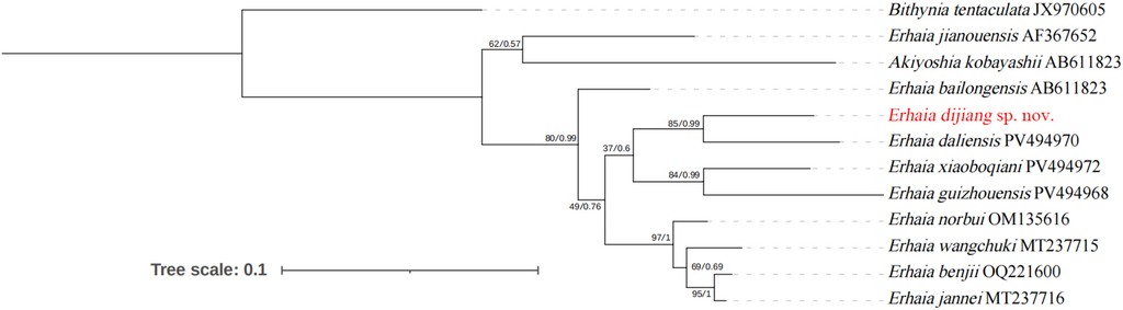 Published COI genetic tree comparing Erhaia dijiang with related snails.