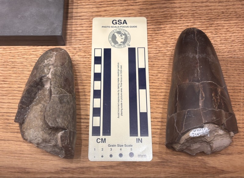 The two Wyoteuthis linsterorum fossil specimens, photographed with a scale bar.