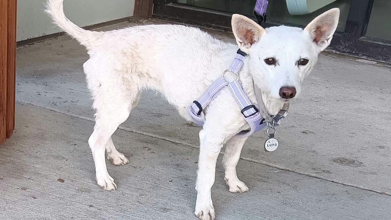 Luna on a lead after her recovery on October 14, 2026. Handout photograph published by Cowboy State Daily.