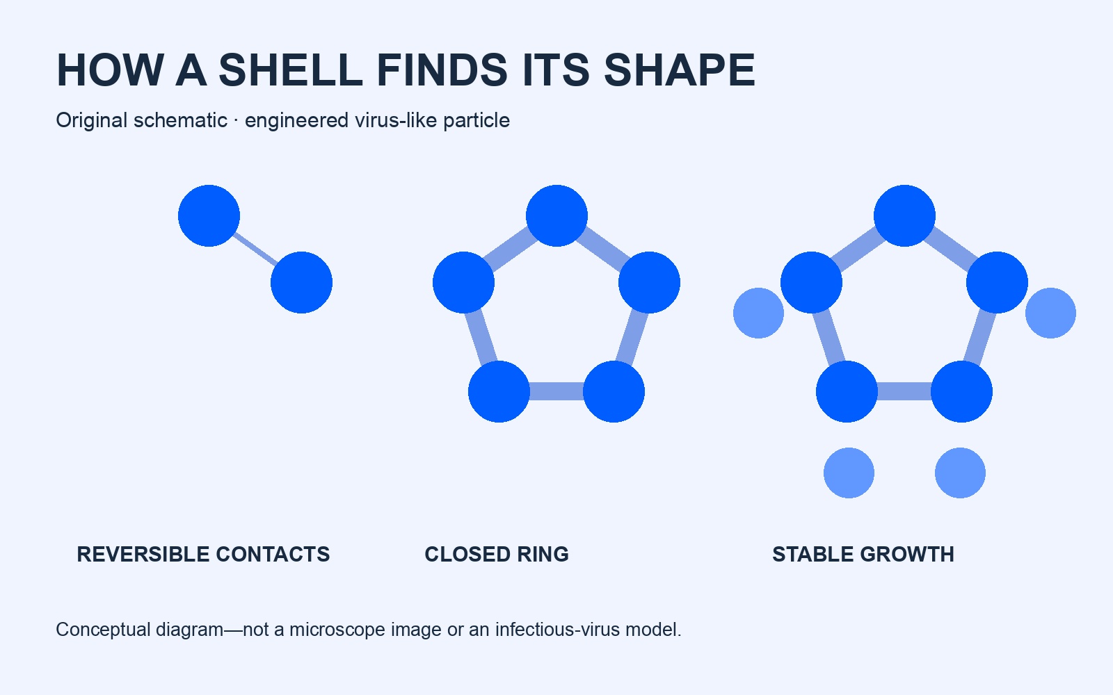 Original schematic of reversible contacts, a stable pentagonal ring and further growth. Conceptual, not a microscope image.