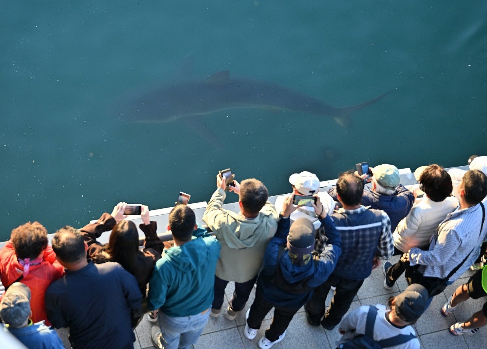 Visitors watch the effort to guide a shark out of the North Port canal in Busan, South Korea, on October 21, 2026.